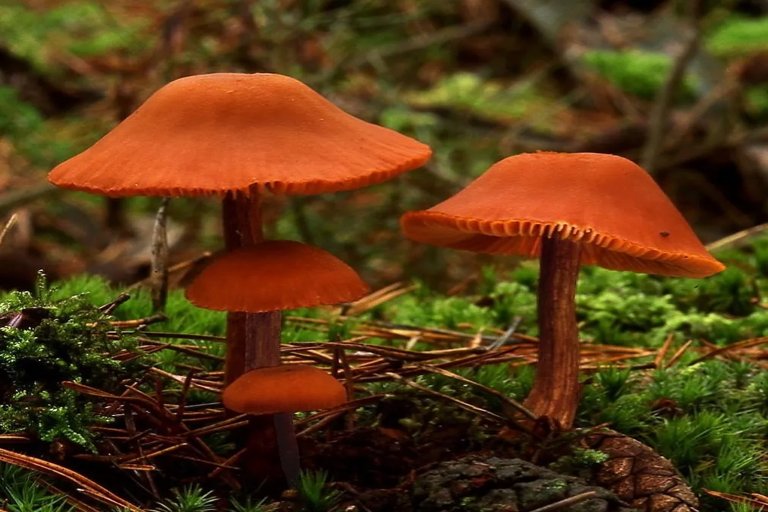 Découverte d’une nouvelle espèce de champignon en forêt de Fontainebleau